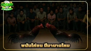พนันไก่ชน มีมานานไหม